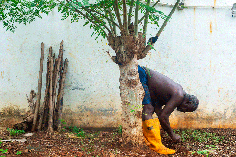 Photograph - A man leans over tending to a garden. He is half hidden by a palm tree, wearing bright yellow welly boots / Ffotograff - Dyn yn plygu drosodd yn gweithio mewn gardd. Mae e wedi hanner ei guddio gan balmwydden, ac mae’n gwisgo esgidiau glaw melyn llachar